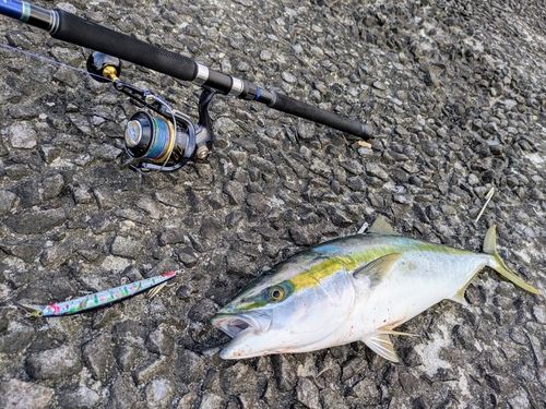 ワラサの釣果