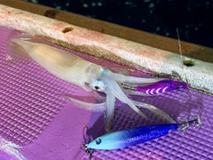 マイカの釣果