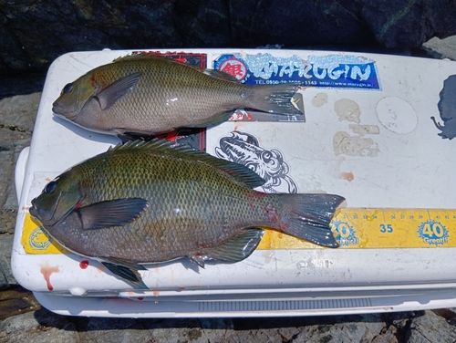 メジナの釣果
