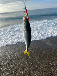 ツバスの釣果
