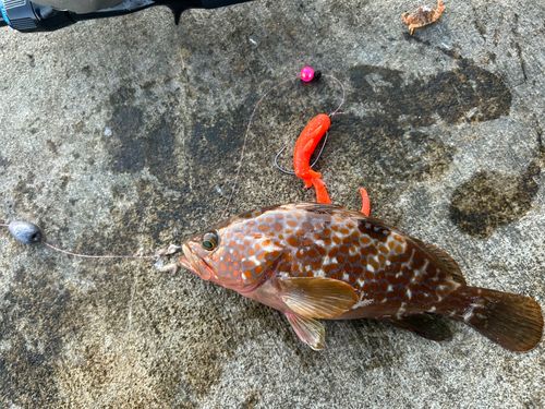 キジハタの釣果