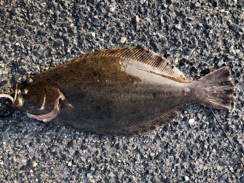 ヒラメの釣果
