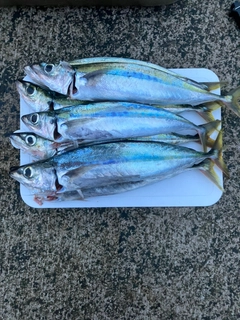 ムロアジの釣果