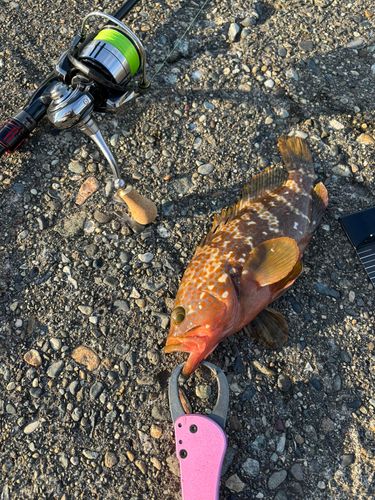 キジハタの釣果