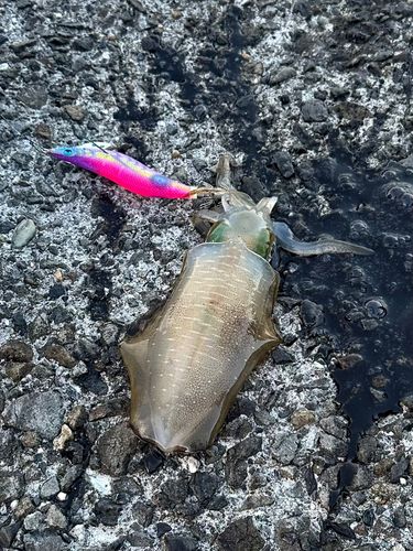 アオリイカの釣果