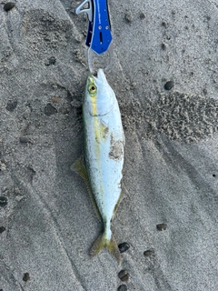 ワカシの釣果