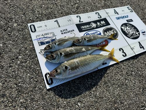 アジの釣果