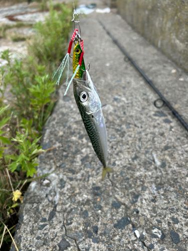 サバの釣果