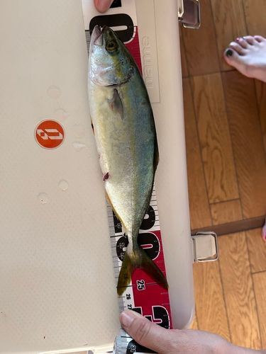 ワカシの釣果