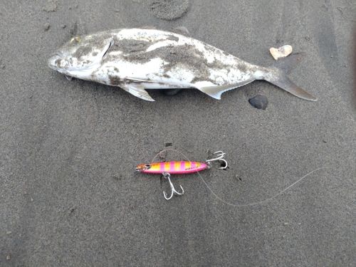 ショゴの釣果