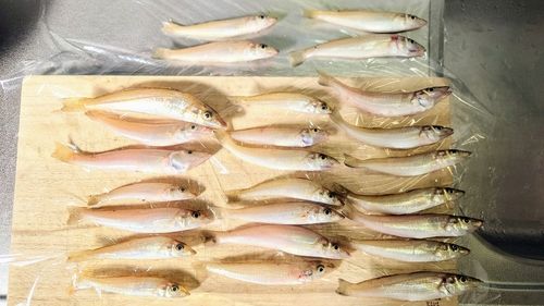 キスの釣果