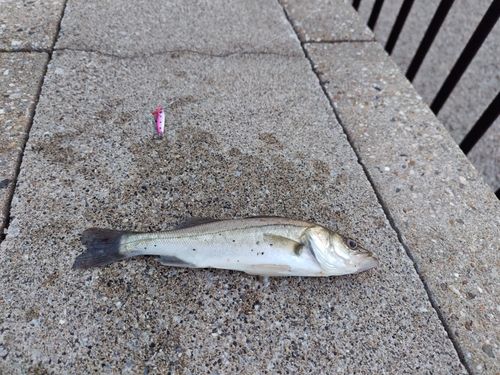 カマスの釣果