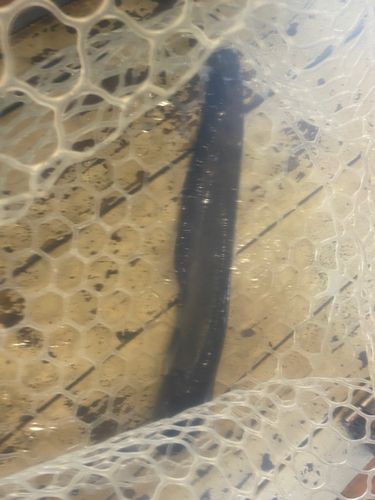 ナマズの釣果