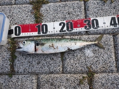 サバの釣果