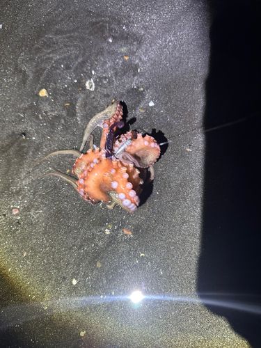 タコの釣果