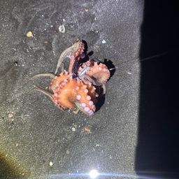 タコ