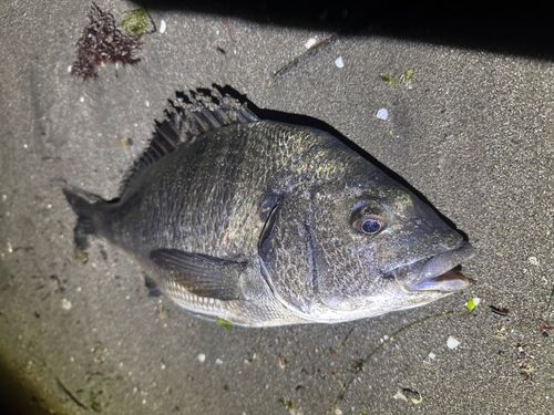 チヌの釣果