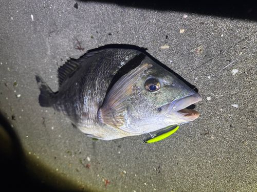 チヌの釣果