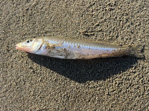 シロギスの釣果