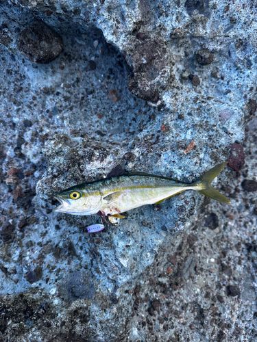 ツバスの釣果