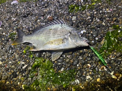 キビレの釣果
