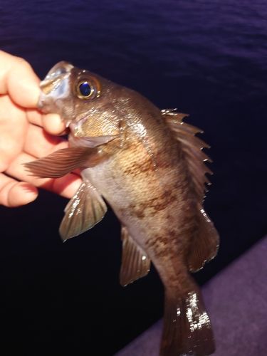 釣果
