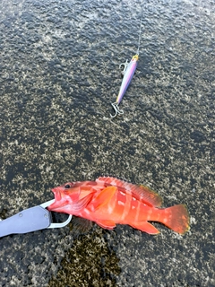 アカハタの釣果