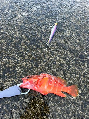 アカハタの釣果