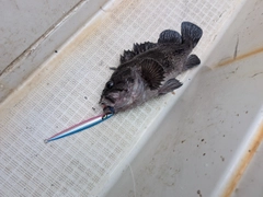 マゾイの釣果