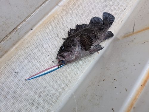 マゾイの釣果