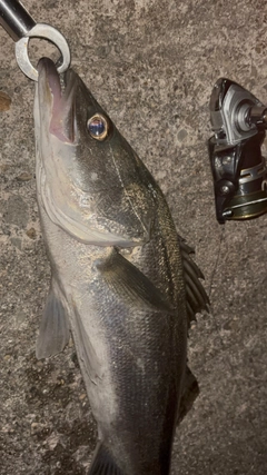 スズキの釣果