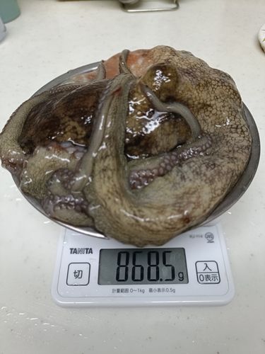 タコの釣果