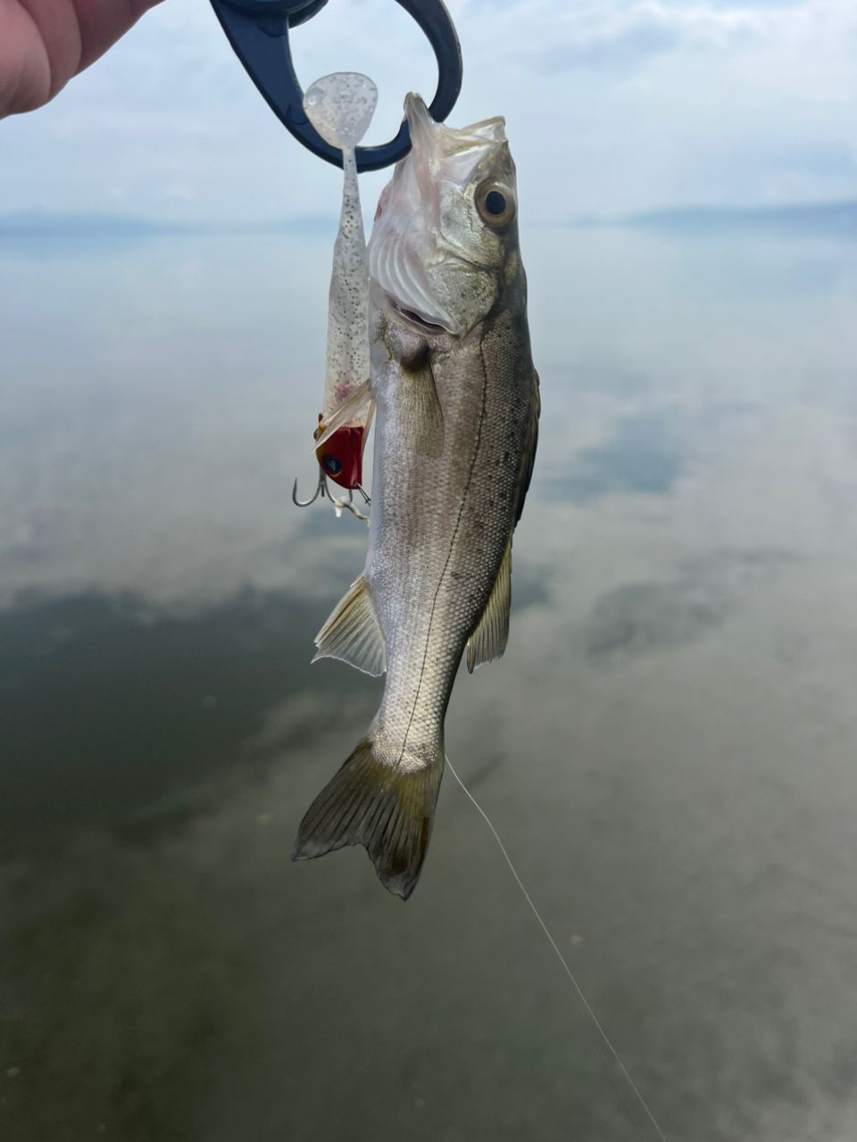 セイゴ（ヒラスズキ）