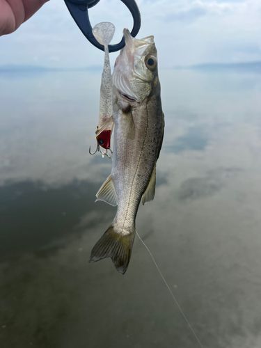 セイゴ（ヒラスズキ）の釣果