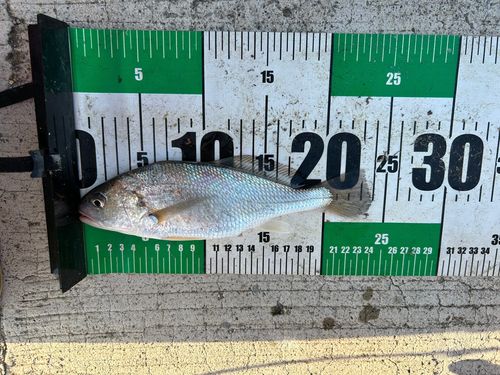 イシモチの釣果