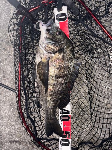 クロダイの釣果