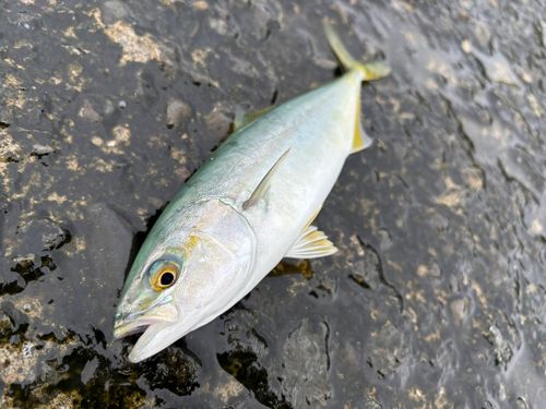 ワカシの釣果