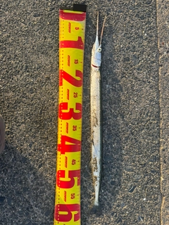ダツの釣果