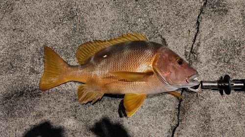 シブダイの釣果