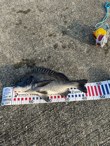チヌの釣果