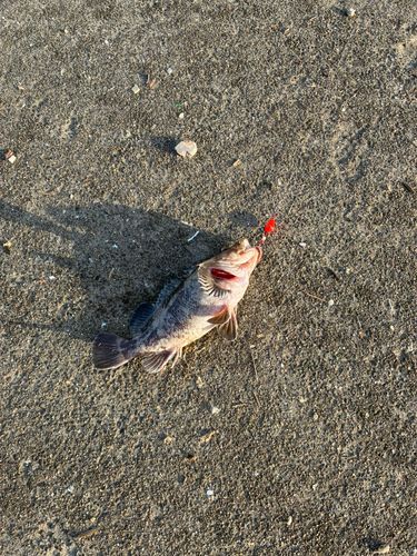 釣果
