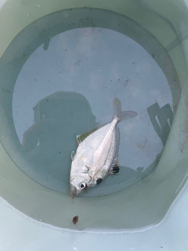 ヒイラギの釣果