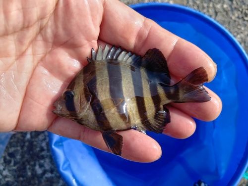 サンバソウの釣果
