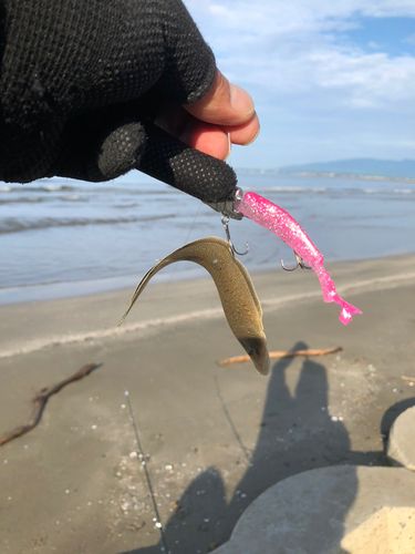 シタビラメの釣果