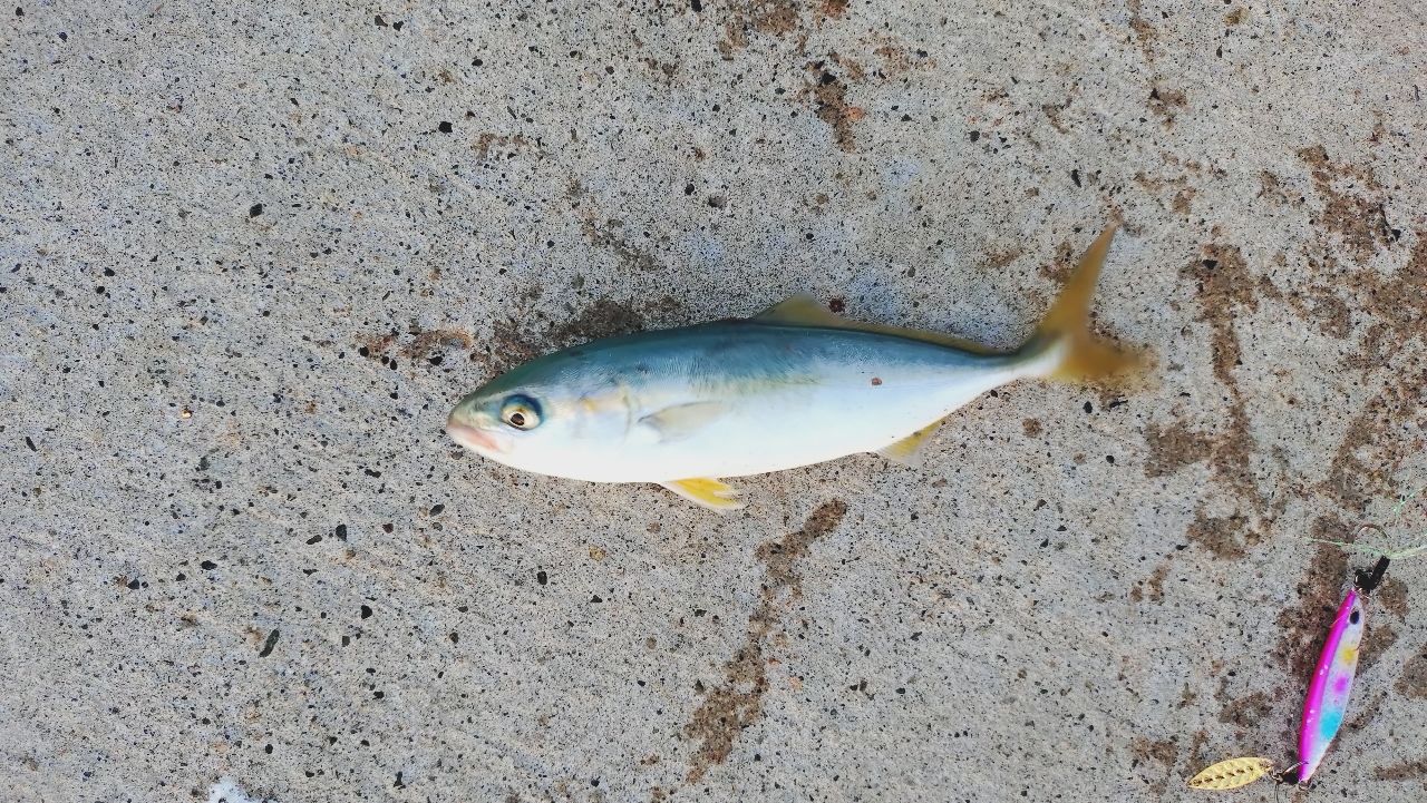 ワカシ
