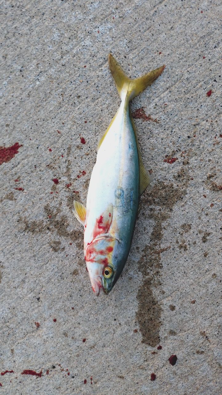ワカシ