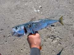 マサバの釣果