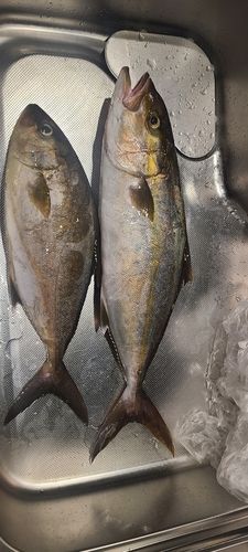 ショゴの釣果