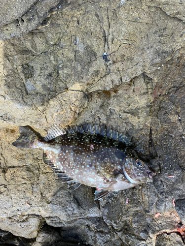 アイゴの釣果