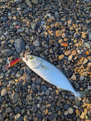 ツバスの釣果